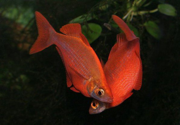 Глоссолепис красный – Glossolepis incisus 2