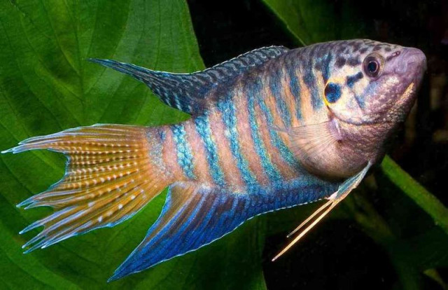 Макропод – Macropodus opercularis 2
