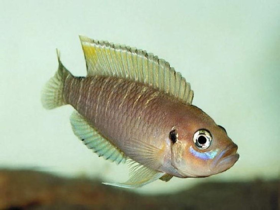 Лампрологус ленточный – Neolamprologus brevis 2