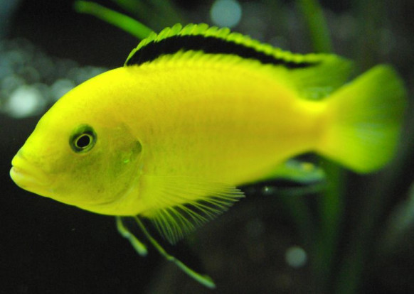 Лабидохромис желтый – Labidochromis caeruleus 2