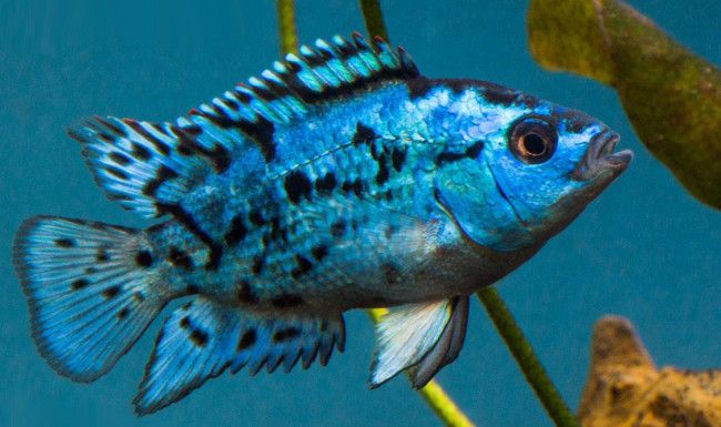 Цихлазома Блю Демпси - Rocio octofasciata «Blue Jack Dempsey» 2