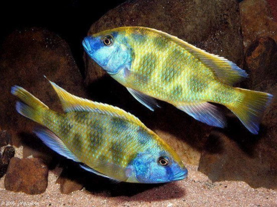 Леопард золотой – Nimbochromis venustus 3