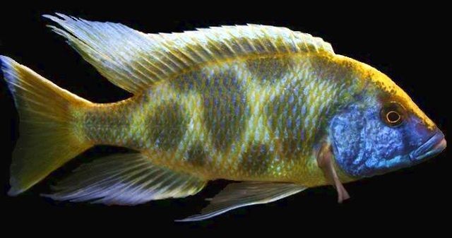 Леопард золотой – Nimbochromis venustus 4