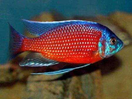 Хаплохромис Борлея – Copadichromis borleyi 2