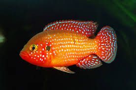 Хр﻿омис-красавец - Hemichromis bimaculatus 2