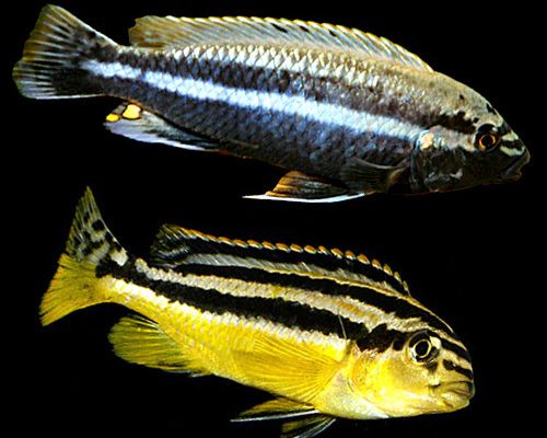 Меланохромис золотой – Melanochromis auratus 2
