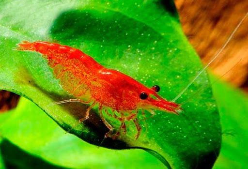 Креветка Вишневая (Болотная) – Neocaridina denticulata var. 2