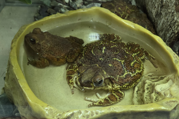 Жаба карибская – Peltophryne peltocephala 2
