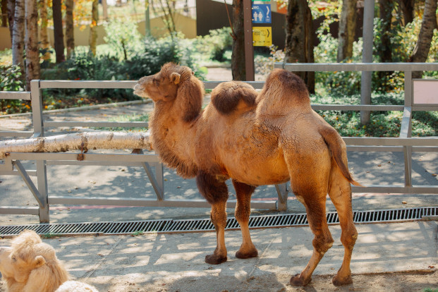 Верблюд двугорбый  – Camelus bactrianus 3