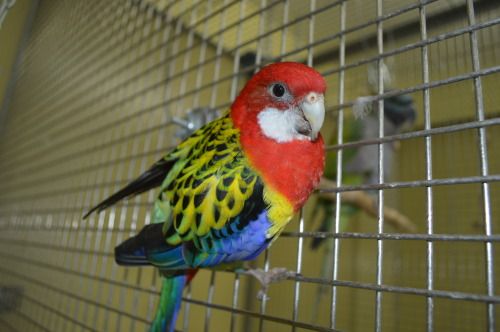 Розелла пестрая  – Platycercus eximius 2