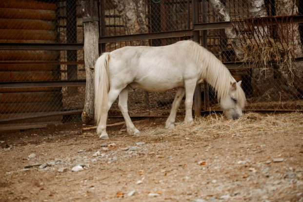 Лошадь домашняя  – Equus ferus caballus 2
