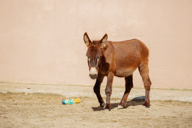 Осёл домашний– Equus asinus 2