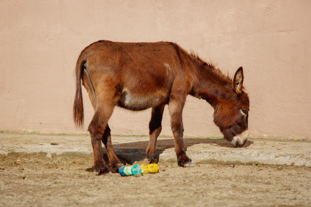 Осёл домашний– Equus asinus 4