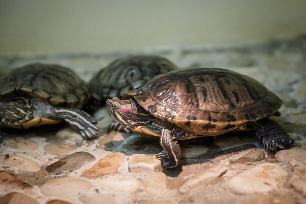 Черепаха красноухая – Trachemys scripta elegans 2