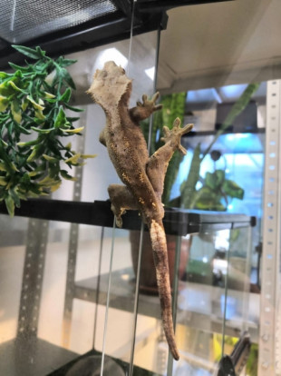 Геккон реснитчатый (бананоед) новокаледонский – Correlophus ciliatus 2