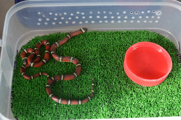 Змея молочная синалойская - Lampropeltis triangulum sinaloae 2