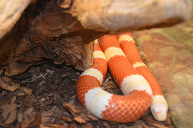 Змея молочная синалойская - Lampropeltis triangulum sinaloae 3
