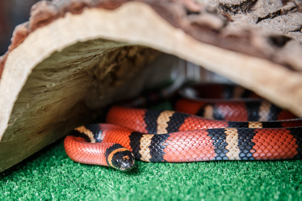 Змея молочная Кэмпбелла – Lampropeltis triangulum campbelli 2