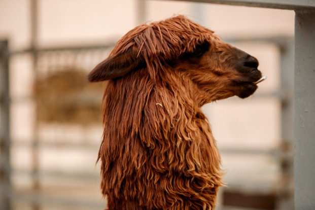 Альпака – Lama pacos 2