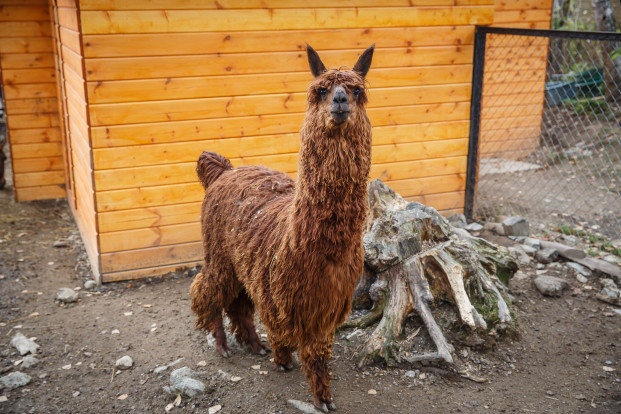 Альпака – Lama pacos 4