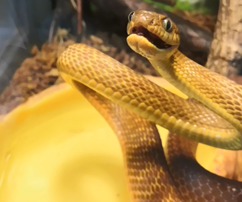 Бойга коричневая – Boiga irregularis 3
