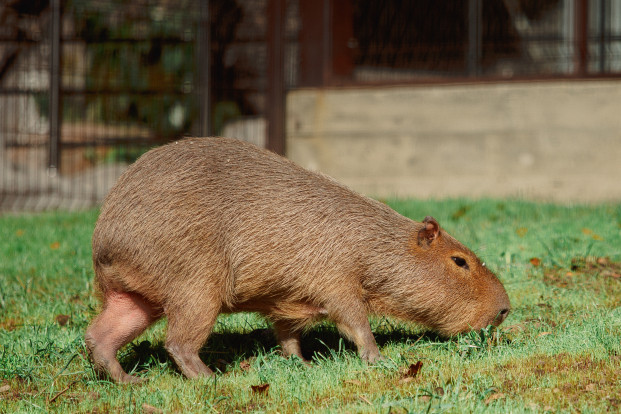 Капибара – Hydrochoerus hydrochaeris 6