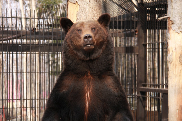 Медведь бурый – Ursus arctos 3