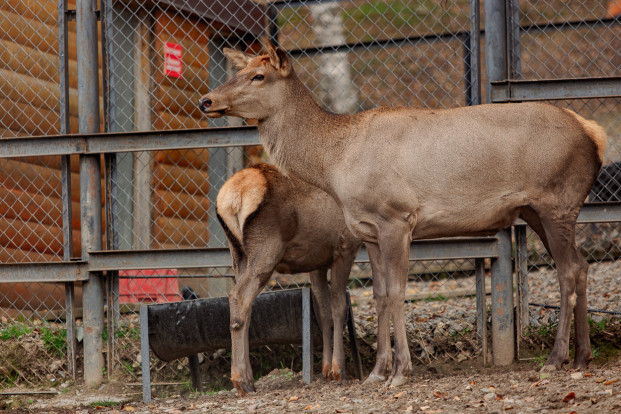 Марал алтайский – Cervus elaphus sibiricus 2
