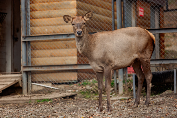 Марал алтайский – Cervus elaphus sibiricus 3