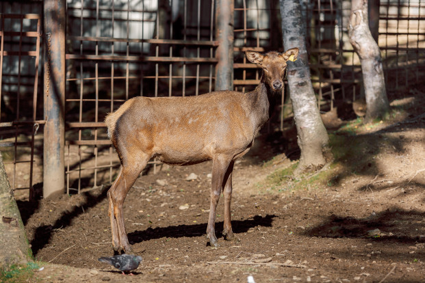 Марал алтайский – Cervus elaphus sibiricus 5