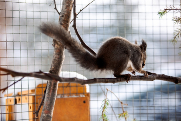 Белка сахалинская - Sciurus vulgaris rupestris 2