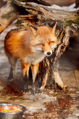 Лиса обыкновенная – Vulpes vulpes 5