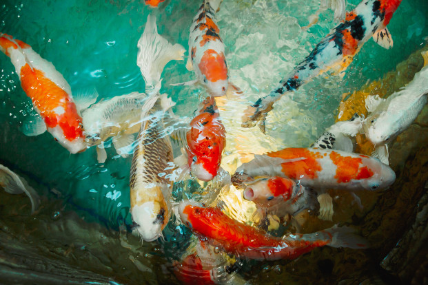 Карп кои – Cyprinus carpio var. koi 3