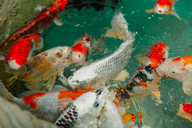Карп кои – Cyprinus carpio var. koi 4