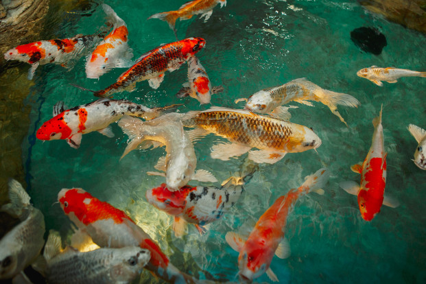 Карп кои – Cyprinus carpio var. koi 5