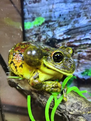 Квакша ядовитая (бразильская) – Trachycephalus typhonius 2